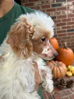 Pie, a female Poodle - Miniature  for sale in Detroit, MI – 1 of 8