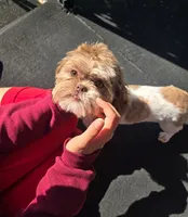 Cookie, a female Shih Tzu for sale in Southfield, MI – 5 of 6