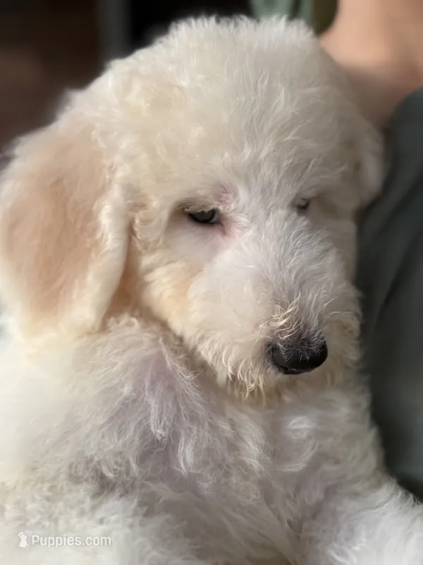 Light Cream Male  – Poodle - Standard  puppy for sale in Southfield, MI