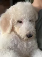 Light Cream Male , a male Poodle - Standard  for sale in Southfield, MI – 1 of 1