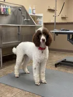 Small Standard Poodle , a female Poodle - Standard  for sale in Southfield, MI – 2 of 3