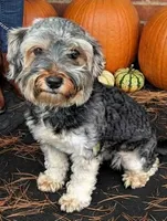Kaboom, a female Shihpoo for sale in Detroit, MI – 6 of 6
