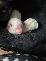 No Name Yet * NEWBORN, a female Poodle - Toy  for sale in Southfield, MI – 2 of 5