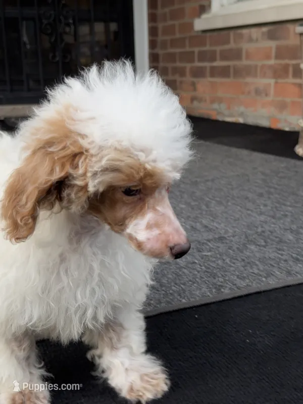 Pie – Poodle - Miniature  puppy for sale in Southfield, MI