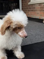 Pie, a female Poodle - Miniature  for sale in Southfield, MI – 6 of 10