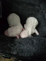 No Name Yet * NEWBORN, a female Poodle - Toy  for sale in Southfield, MI – 3 of 5