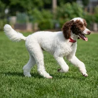 Small Standard Poodle , a female Poodle - Standard  for sale in Southfield, MI – 1 of 3