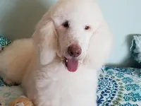 X Reduced, a male Poodle - Standard  for sale in Southfield, MI – Photo 1 of 3