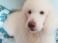 X Reduced, a male Poodle - Standard  for sale in Southfield, MI – Photo 3 of 3