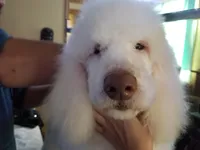 X Reduced, a male Poodle - Standard  for sale in Southfield, MI – Photo 2 of 3