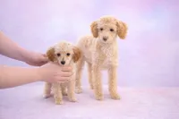 Tiny Girl *SOLD *, a female Poodle - Toy  for sale in Southfield, MI – 2 of 7