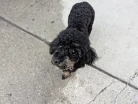 Parti Girl, a female Poodle - Toy  for sale in Southfield, MI – 2 of 3