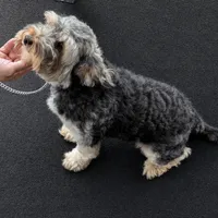 Kaboom, a female Shihpoo for sale in Southfield, MI – 2 of 3