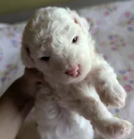 No Name Yet * One Will Be Available After First Pick, a female Poodle - Toy  for sale in Southfield, MI – 2 of 9