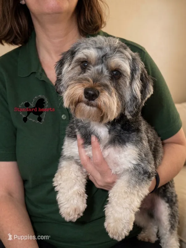 Kaboom – Shihpoo puppy for sale in Southfield, MI