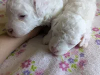 No Name Yet * One Will Be Available After First Pick, a female Poodle - Toy  for sale in Southfield, MI – 3 of 9