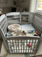 Pie, a female Poodle - Miniature  for sale in Detroit, MI – 7 of 8