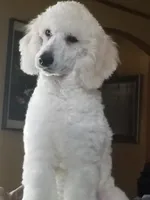 Last whites, a male Poodle - Standard  for sale in Southfield, MI – Photo 1 of 2