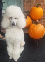 Last whites, a male Poodle - Standard  for sale in Southfield, MI – Photo 2 of 2