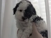 Parti Girl , a female Poodle - Toy  for sale in Southfield, MI – 4 of 10