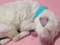 Blue collar white boy, a male Poodle - Standard  for sale in Southfield, MI – Photo 9 of 10