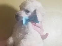 Blue collar white boy, a male Poodle - Standard  for sale in Southfield, MI – Photo 4 of 10