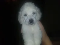 Blue collar white boy, a male Poodle - Standard  for sale in Southfield, MI – Photo 3 of 10