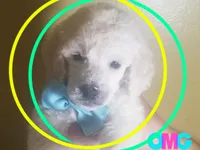 Blue collar white boy, a male Poodle - Standard  for sale in Southfield, MI – Photo 2 of 10