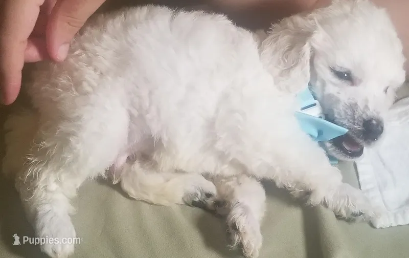 Blue collar white boy