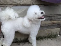 Dolly (PENDING), a female Poodle - Toy  for sale in Southfield, MI – 4 of 8