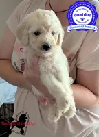 Jedi, a male Poodle - Standard  for sale in Southfield, MI – Photo 1 of 8