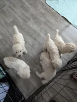 Jedi, a male Poodle - Standard  for sale in Southfield, MI – Photo 2 of 8