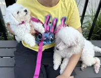Dolly (PENDING), a female Poodle - Toy  for sale in Southfield, MI – 2 of 8