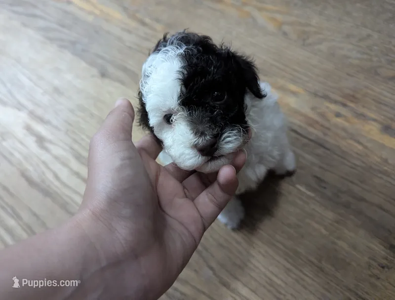 Parti Girl  – Poodle - Toy  puppy for sale in Southfield, MI
