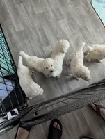 Master Yoda (Green eyes), a male Poodle - Standard  for sale in Southfield, MI – Photo 3 of 5