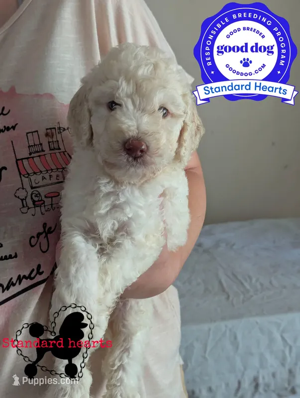 Master Yoda (Green eyes)