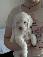 Master Yoda (Green eyes), a male Poodle - Standard  for sale in Southfield, MI – Photo 2 of 5