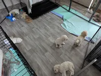 Master Yoda (Green eyes), a male Poodle - Standard  for sale in Southfield, MI – Photo 4 of 5