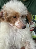 Pie, a female Poodle - Miniature  for sale in Southfield, MI – 7 of 10