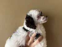 Parti Girl (Deposit Placed), a female Poodle - Toy  for sale in Southfield, MI – 2 of 10