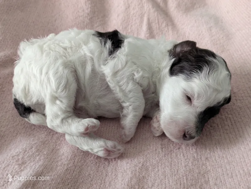 Parti Girl – Poodle - Toy  puppy for sale in Southfield, MI