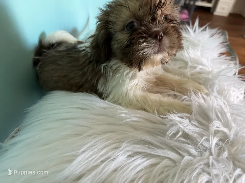 Female – Shih Tzu puppy for sale in Tucson, AZ