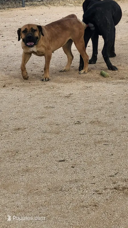 Boerboel – Boerboel puppy for sale in Tucson, AZ