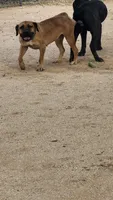 Boerboel, a  Boerboel for sale in Tucson, AZ – 1 of 3