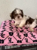 Female , a female Shih Tzu for sale in Tucson, AZ – 4 of 4