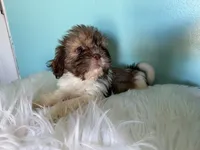 Female, a female Shih Tzu for sale in Tucson, AZ – 4 of 9
