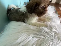 Female, a female Shih Tzu for sale in Tucson, AZ – 9 of 9