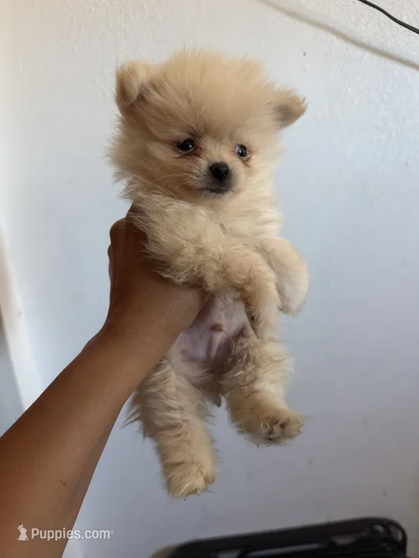 Pomeranian – Pomeranian puppy for sale in Tucson, AZ