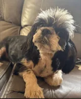 Little Lucky, a male Shih Tzu for sale in Tucson, AZ – 1 of 1