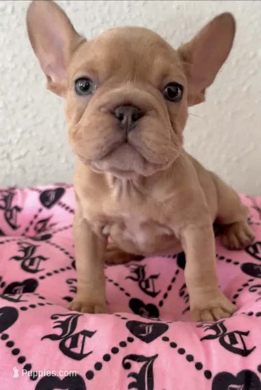 Female Francie, a female French Bulldog for sale in Tucson, AZ – 1 of 2